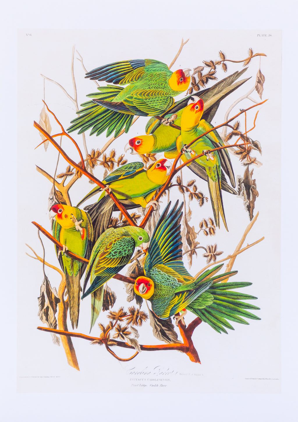 Carolina Parrot Vintage Style Bird Print