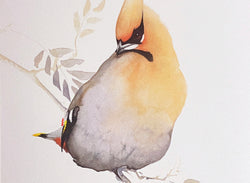 Bohemian Waxwing II