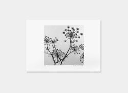 A Greek Dream (Grey/Black)