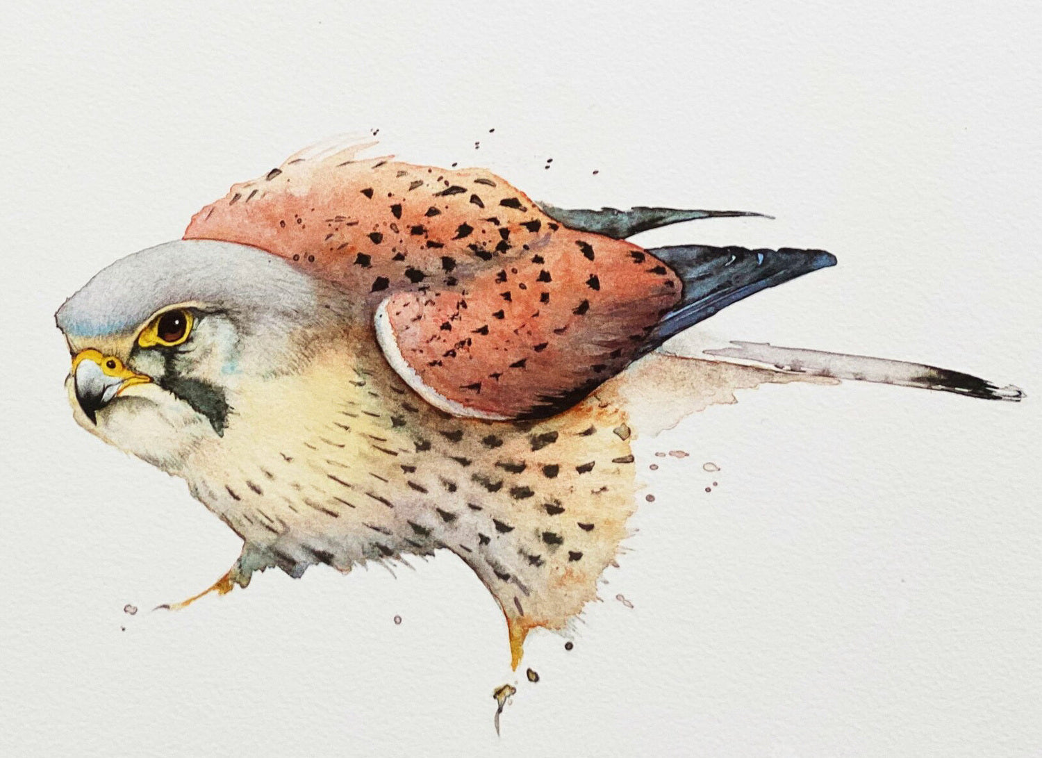 Kestrel