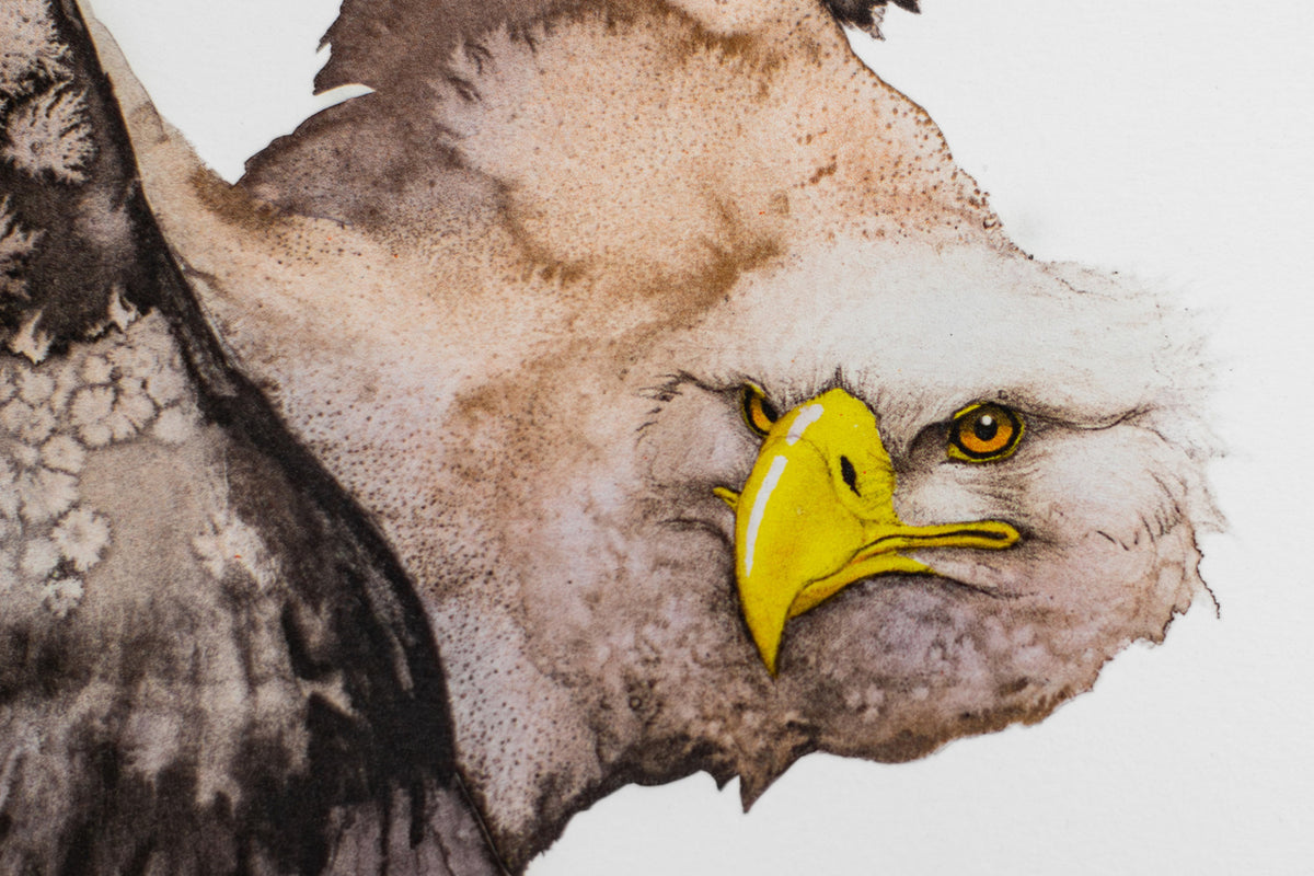 White Tailed Eagle