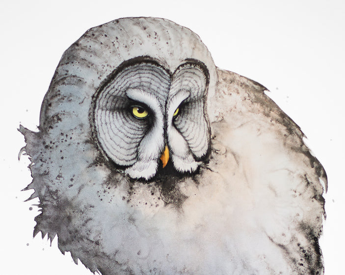 Great Grey Owl