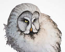 Great Grey Owl