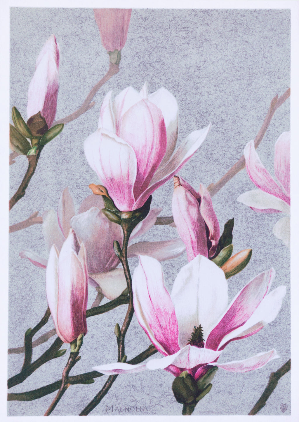 Magnolia by I Prang