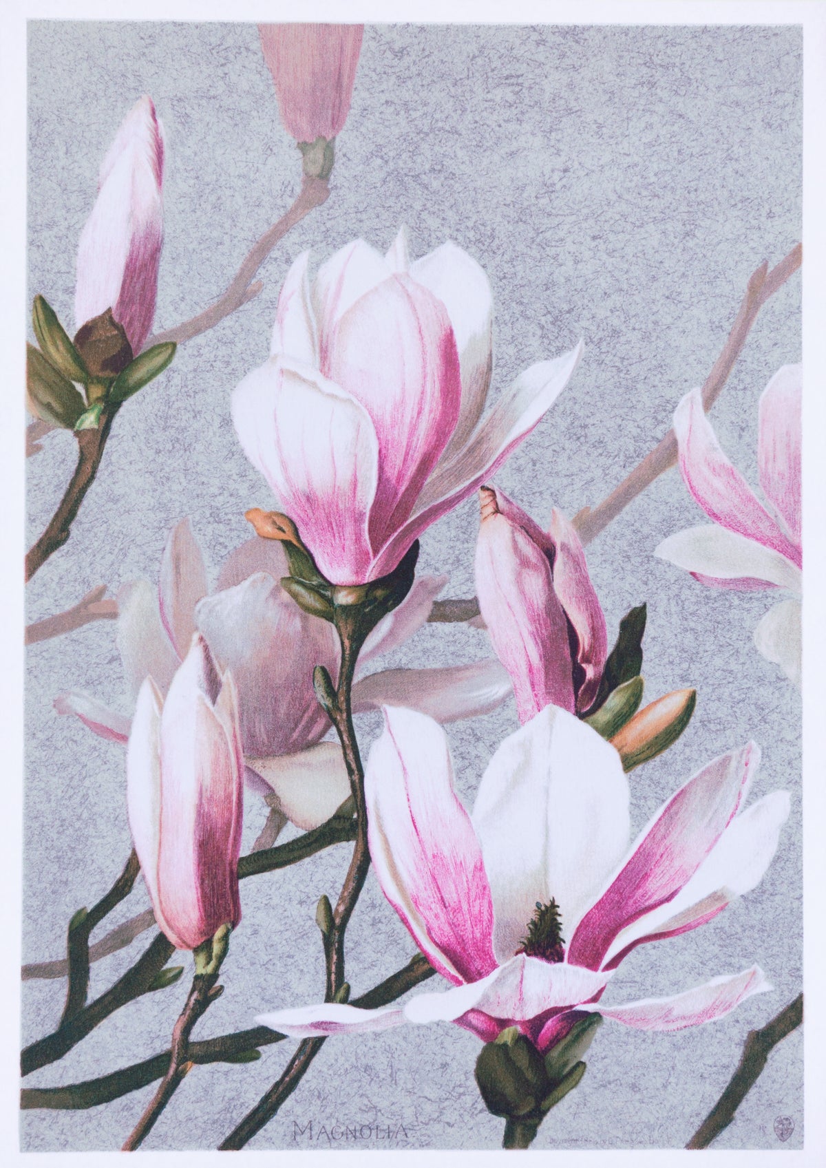 Magnolia by I Prang