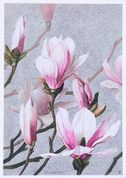 Magnolia by I Prang