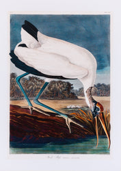 Wood Stork Vintage Bird Print