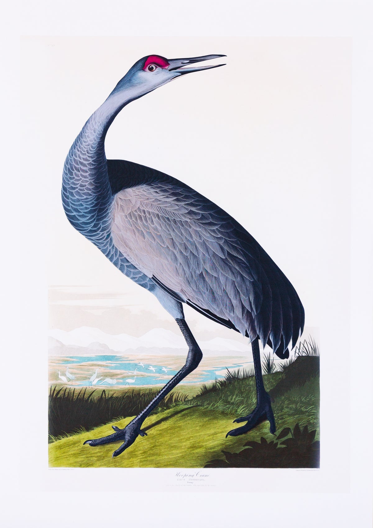 Whooping Crane Vintage Bird Print