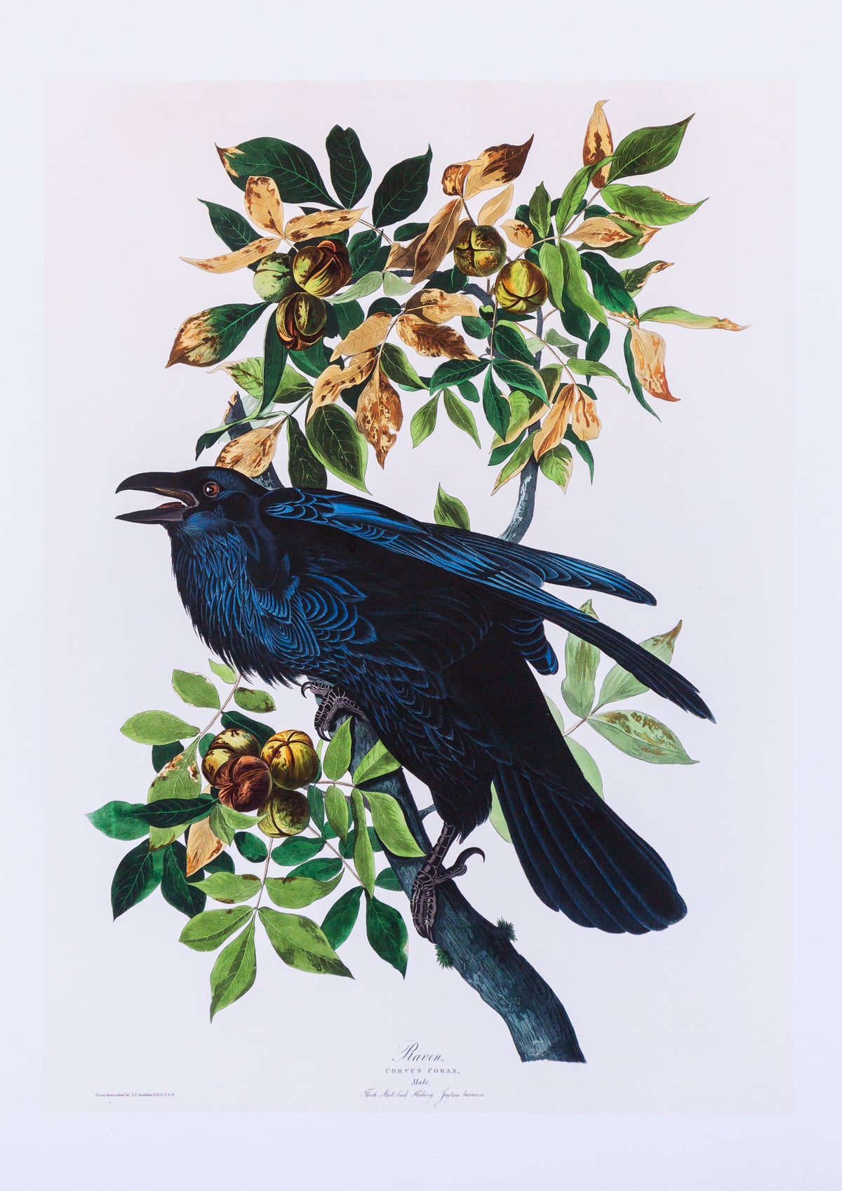 Raven Vintage Bird Print