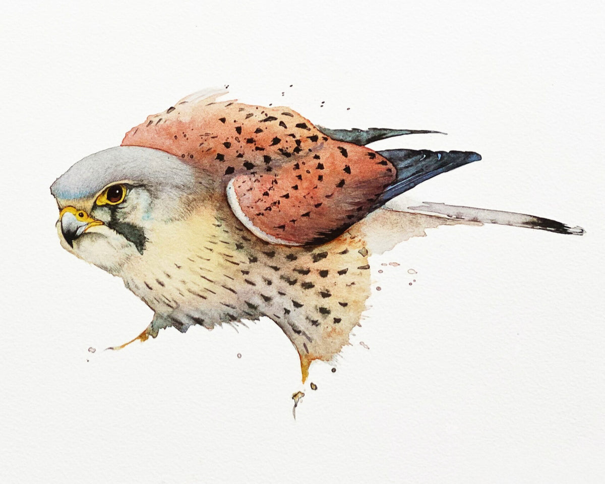 Kestrel