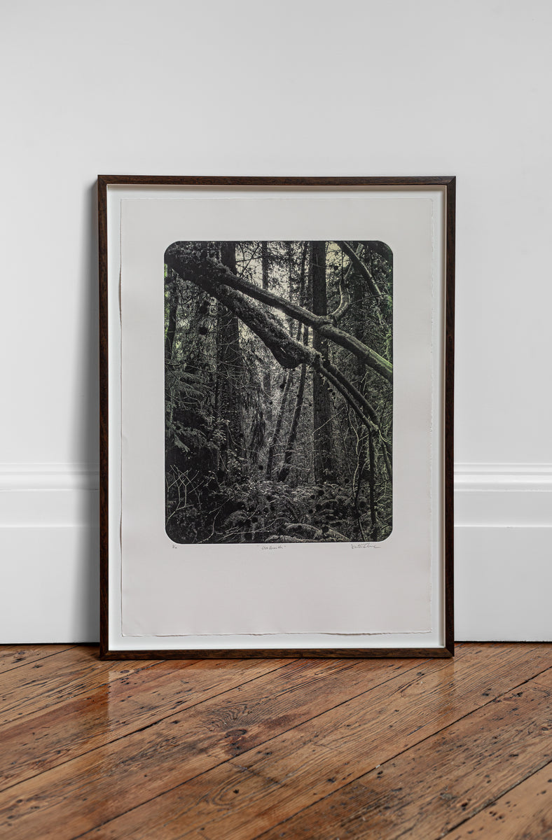 Old Growth