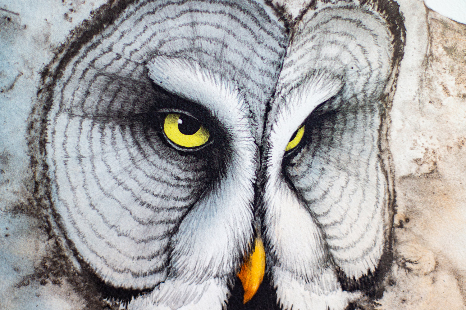 Great Grey Owl