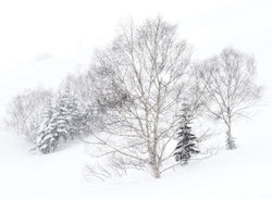 The Sound of Silence