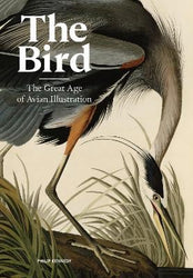 The Bird by Philip Kennedy